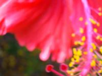 macro test