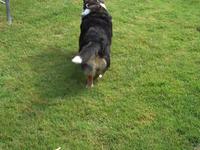 Dogs in the Yard