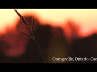 Town of Orangeville Business Story