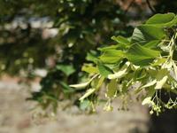 Lumix GH1 & LEICA Summicron 28 mm - Tree Leafs