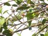 Leafbirds