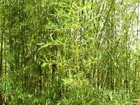 Bamboo n Birds