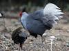 Pheasants (Fasaner)
