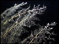 Infernal bush (ползающий куст)