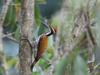 Woodpeckers (Hackspettar)