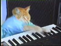 Charlie Schmidt's Cool Cat