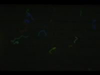 Laser Worm