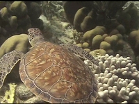 Bonaire2007_Shore Diving