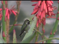 Hummingbird's Dance