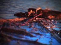 After the Flood