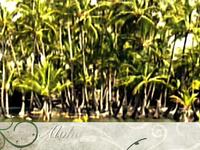 Video postcard - The Kalahuipua'a Fishponds