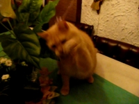 ♥ Yatoush