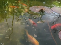iPhone 3G S - Fish Pond