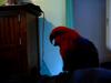 Ruby, the catbird.