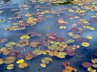 Water-lilies captured with Nokia N97