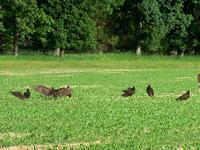 Turkey Buzzards vs. Deer