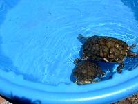 Turtle Party
