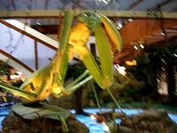 praying mantis