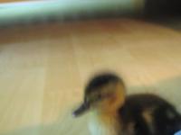 Found a Duckling