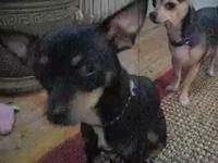 Salty Chihuahuas