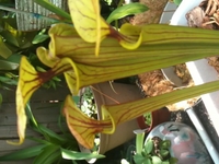 3GS Macro Focus Tests