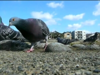 HATOcam