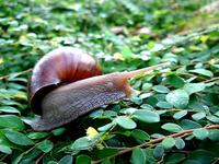 Mr Garden Snail