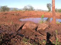 The Warthog Cam