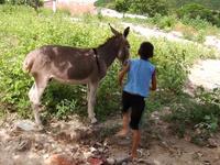 Stubborn Donkey