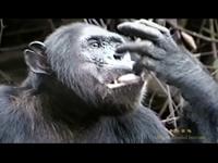 Chimpanzee Outtakes