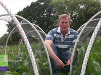 How to grow cabbages and cauliflowers