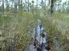 Florida Hiking