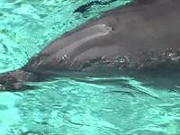 Sea World Orlando, Florida