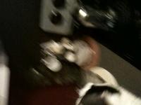 Peanut Barking