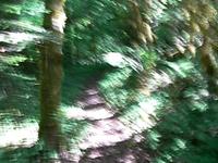 McKenzie River Campground