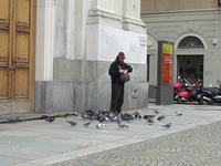Piccioni in piazza Carlo Alberto