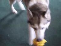 Savannah vs. Squeak Toy