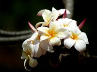 douang champa lao