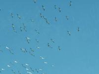 Flying Birds