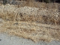 Tarantula Crossing
