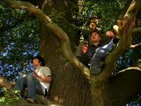 Shabbybeauté - In The Tree