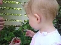 Sofia Eating Strawberries