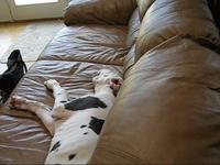 Great Dane Pup Gets Caught Talking on Couch