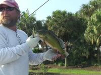 Peacock Bass