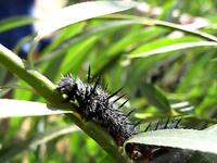 Caterpillars