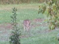 Hayden's Big Hunt - 1st Deer Hunt