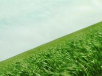 the FIELDS