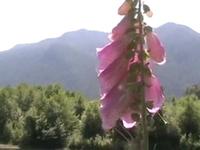 Sophie & Lake Quinault's 30 Mile Bike Ride