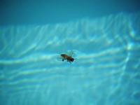 Bee in a pool