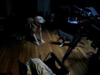 Puppy Abby vs. Joey Boy